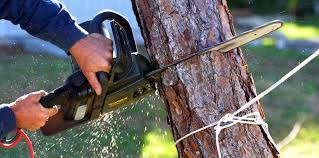 Best Arborist Consultation Services  in Sylvania, GA